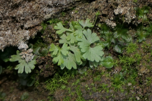 Jersey fern