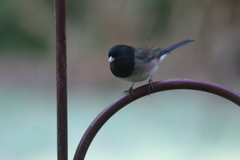 Junco hyemalis