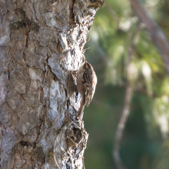 Certhia brachydactyla