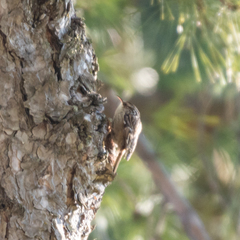 Certhia brachydactyla
