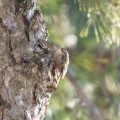 Certhia brachydactyla