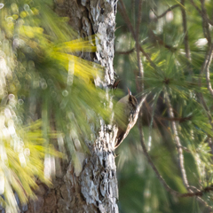 Certhia brachydactyla