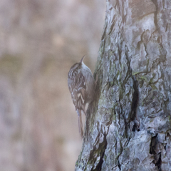 Certhia brachydactyla