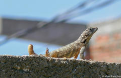 Leiocephalus carinatus