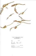 Botrychium crenulatum