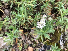 Iberis sempervirens