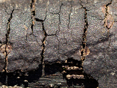 Diatrype decorticata