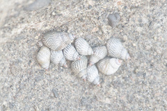 Echinolittorina aspera