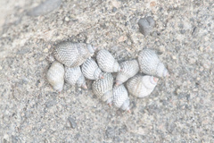 Echinolittorina aspera