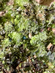 Mniaecia jungermanniae