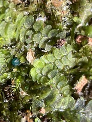 Mniaecia jungermanniae