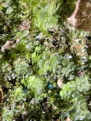 Mniaecia jungermanniae