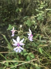 Epidendrum calanthum