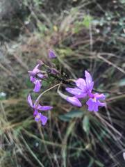 Epidendrum calanthum