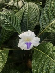 Ruellia tubiflora