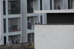 Acridotheres tristis