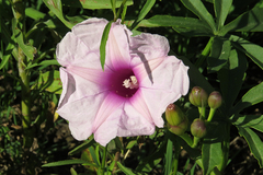 Ipomoea platensis