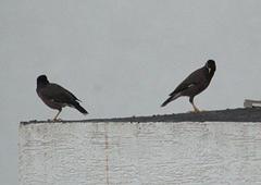 Acridotheres tristis