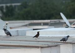 Acridotheres tristis