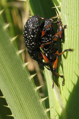 Heilipodus erythropus