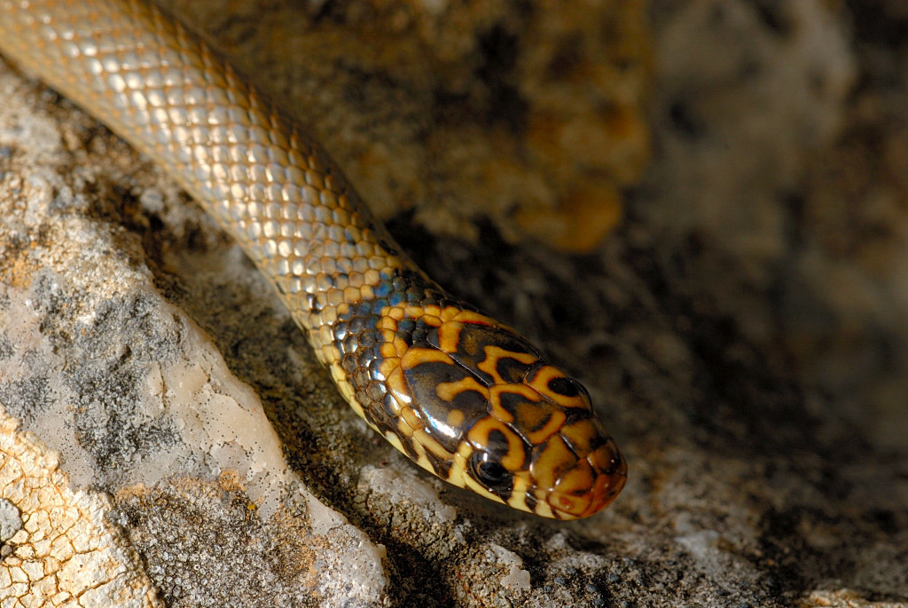 Golden-striped Dwarf Snake