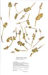 Botrychium neolunaria