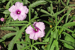 Ipomoea platensis