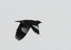 Acridotheres tristis