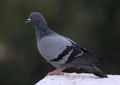 Columba livia domestica