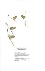 Botrychium neolunaria