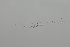 Columba livia domestica