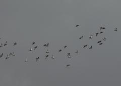 Columba livia domestica