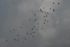 Columba livia domestica