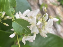 Derris trifoliata