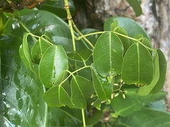 Derris trifoliata