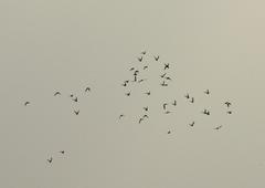 Columba livia domestica