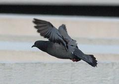 Columba livia domestica