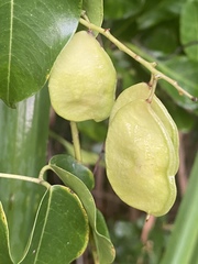 Derris trifoliata