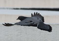 Columba livia domestica