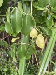 Derris trifoliata