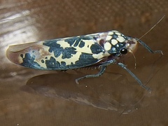 Onega musa