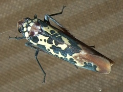 Onega musa