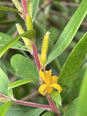 Persoonia mollis nectens