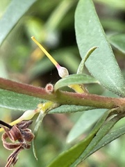 Persoonia mollis nectens