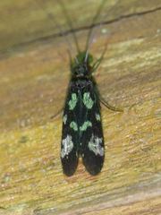 Chimarra texana