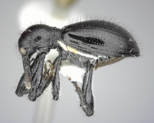 Myrmex myrmex photo 3