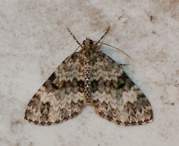 Double-banded Carpet Moth