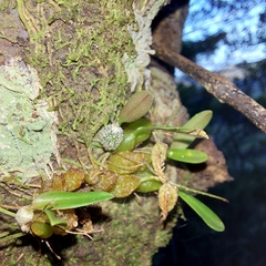 Bulbophyllum tuberculatum