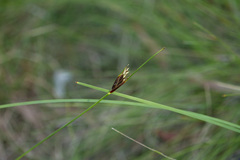 Ptilothrix deusta