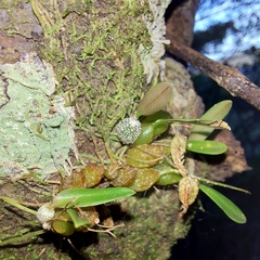 Bulbophyllum tuberculatum